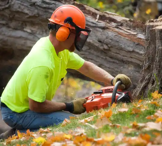 tree services Waveland